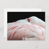 Pink Flamingo Postcard Postkarte (Vorne/Hinten)
