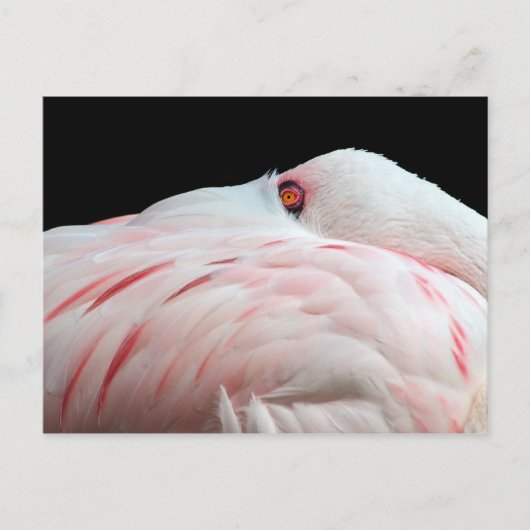 Pink Flamingo Postcard Postkarte (Vorderseite)