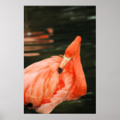 Pink Flamingo Poster (Vorne)