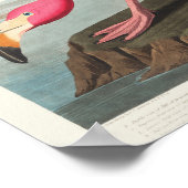 Pink Flamingo Poster (Ecke)