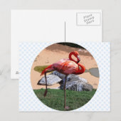Pink Flamingo Postkarte (Vorne/Hinten)