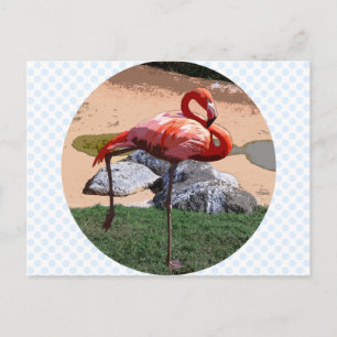 Pink Flamingo Postkarte