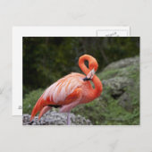 Pink Flamingo Postkarte (Vorne/Hinten)