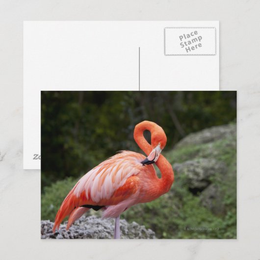 Pink Flamingo Postkarte (Vorne/Hinten)