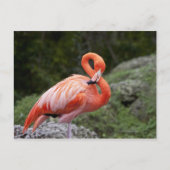 Pink Flamingo Postkarte (Vorderseite)