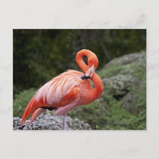 Pink Flamingo Postkarte (Vorderseite)