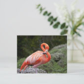 Pink Flamingo Postkarte (Stehend Vorderseite)