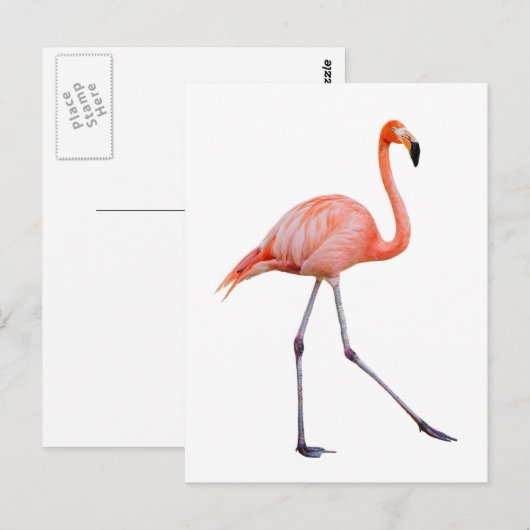 Pink Flamingo Postkarte (Vorne/Hinten)