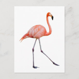 Pink Flamingo Postkarte
