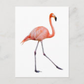 Pink Flamingo Postkarte (Vorderseite)