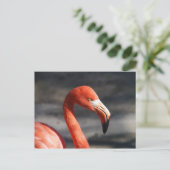 Pink Flamingo Postkarte (Stehend Vorderseite)