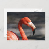 Pink Flamingo Postkarte (Vorne/Hinten)