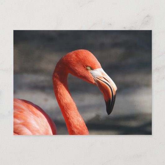 Pink Flamingo Postkarte (Vorderseite)