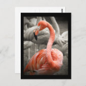 Pink Flamingo Postkarte (Vorne/Hinten)