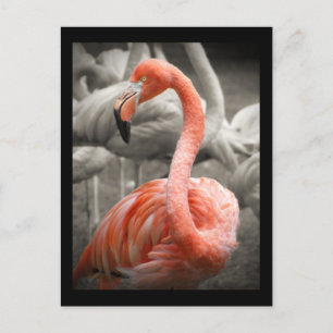 Pink Flamingo Postkarte