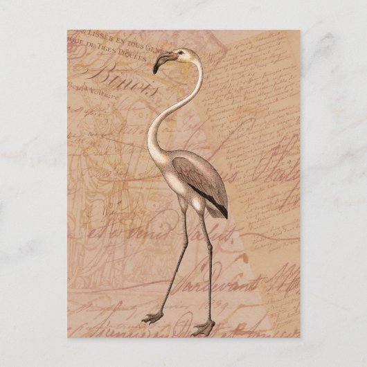 Pink Flamingo Postkarte (Vorderseite)