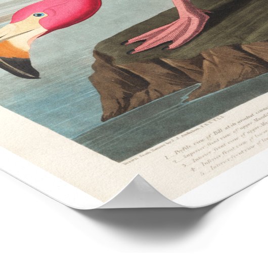 Pink Flamingo von Audubon Poster (Ecke)