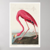 Pink Flamingo von Audubon Poster (Vorne)