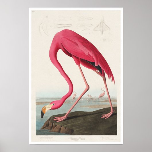 Pink Flamingo von Audubon Poster (Vorne)