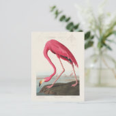 Pink Flamingo von John Audubon Postkarte (Stehend Vorderseite)