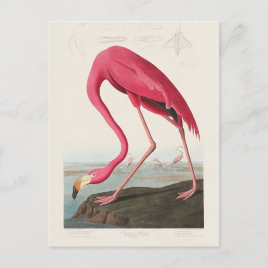 Pink Flamingo von John Audubon Postkarte (Vorderseite)