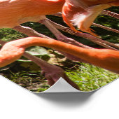 Pink Flamingos Bird Poster (Ecke)