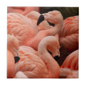 Pink Flamingos Fliese (Vorderseite)