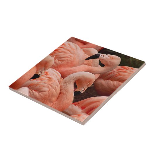 Pink Flamingos Fliese (Seite)