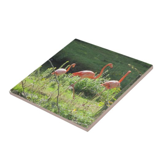 Pink Flamingos Fliese (Seite)
