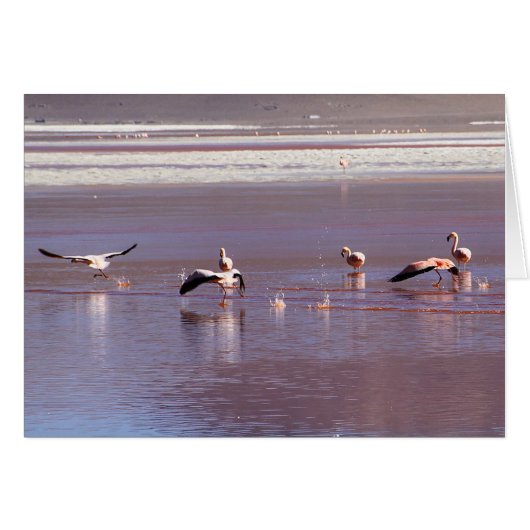Pink Flamingos in Flight on Water Greycard (Vorderseite (Horizontal))