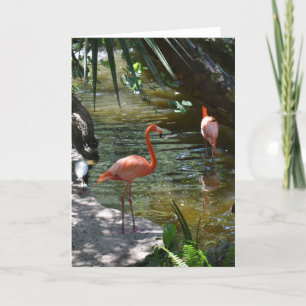 Pink Flamingos Karte