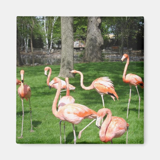 Pink Flamingos Magnet (Vorne)