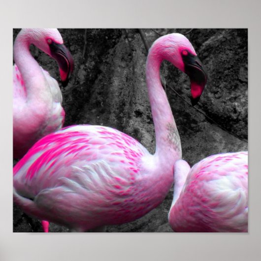 ~Pink Flamingos~ PINK FLAMINGOS, KÜMMERN SIE! Poster (Vorne)
