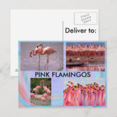 Pink Flamingos Postcard Postkarte (Vorne/Hinten)