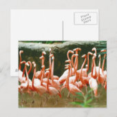 Pink Flamingos Postcard Postkarte (Vorne/Hinten)
