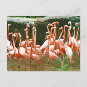 Pink Flamingos Postcard Postkarte
