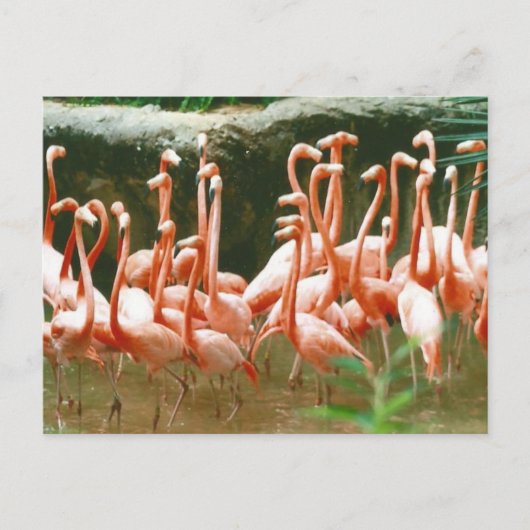 Pink Flamingos Postcard Postkarte (Vorderseite)