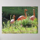 Pink Flamingos Poster (Vorne)