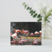 Pink Flamingos Postkarte (Stehend Vorderseite)