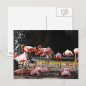Pink Flamingos Postkarte (Vorne/Hinten)