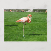 Pink Flamingos Postkarte (Vorderseite)
