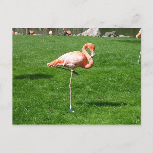 Pink Flamingos Postkarte (Vorderseite)