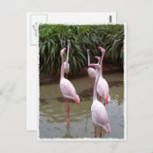 Pink Flamingos Postkarte (Vorne/Hinten)