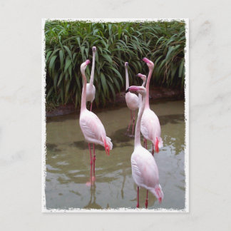 Pink Flamingos Postkarte