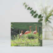 Pink Flamingos Postkarte (Stehend Vorderseite)