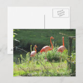 Pink Flamingos Postkarte (Vorne/Hinten)
