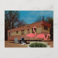Pink Flamingos