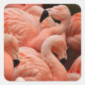 Pink Flamingos Quadratischer Aufkleber (Vorderseite)