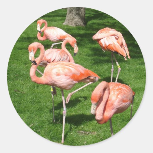 Pink Flamingos Runder Aufkleber (Vorderseite)