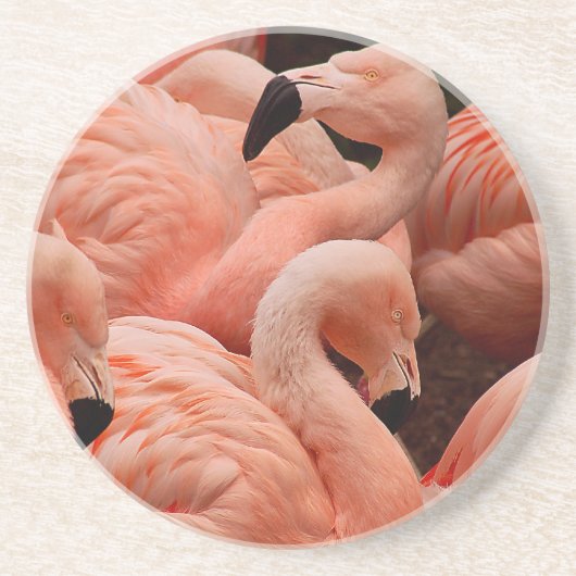 Pink Flamingos Sandstein Untersetzer (Vorne)